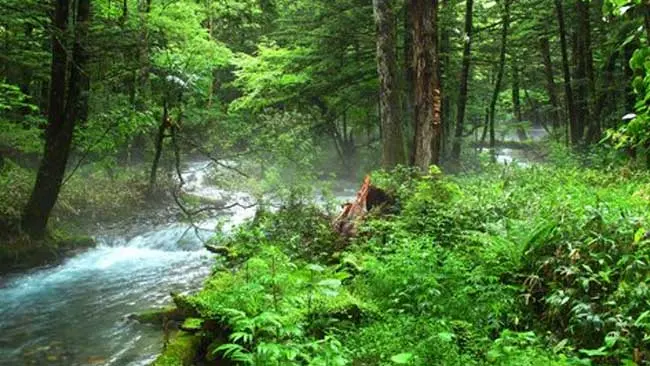 Sehimpun Quotes tentang Hutan yang Penuh Inspirasi