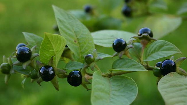 Belladonna, Tanaman yang Membuat Kisah Romeo dan Juliet Mengabadi