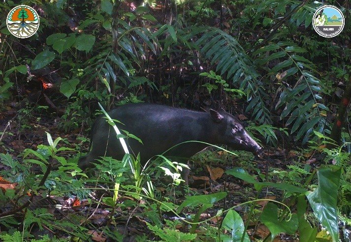 Cerita BBKSDA Maluku Menemukan Babirusa Maluku yang Misterius
