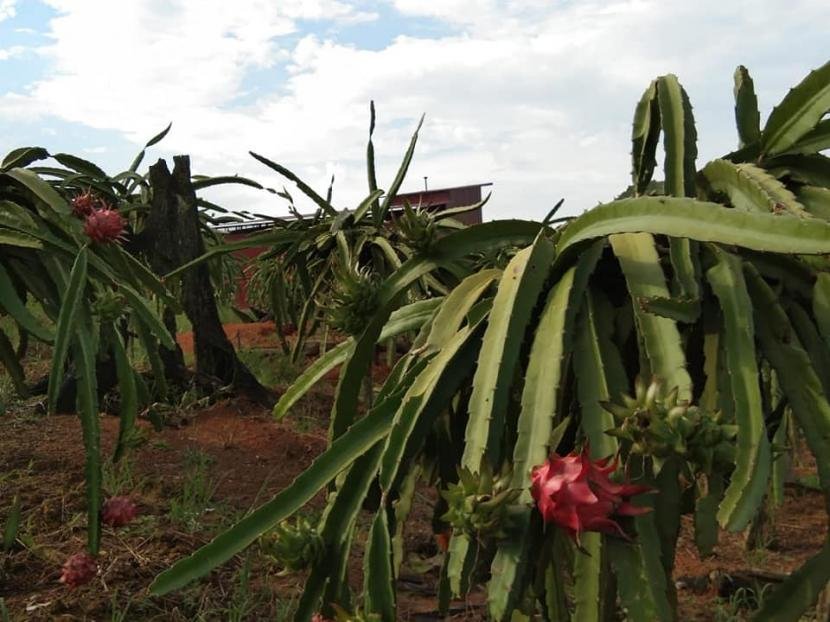 Kementan Inisiasi Kampung Buah Naga yang Ramah Lingkungan