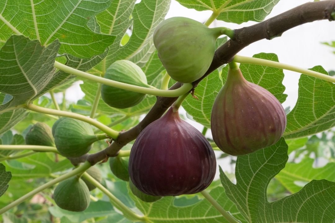 Pohon Tin, Ciri dan Manfaatnya untuk Pengobatan   