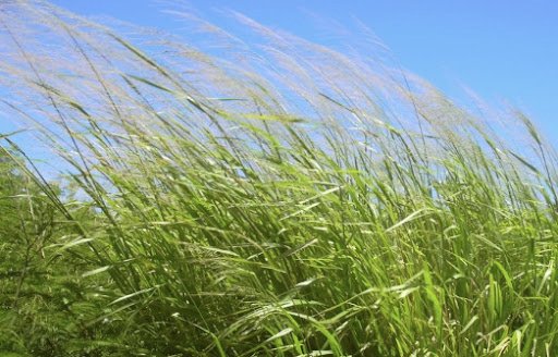 Rumput Benggala, Pakan Ternak yang Didamba Petani