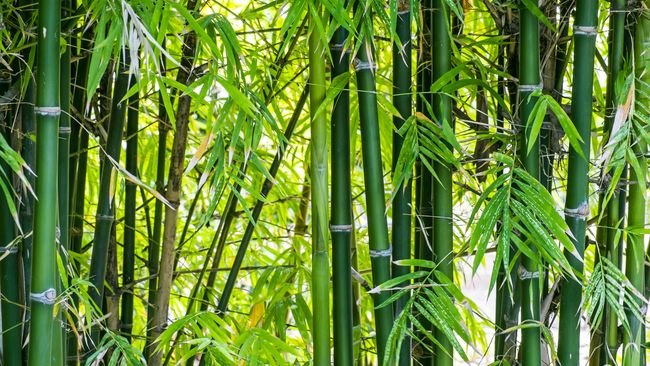 Selain Indah, 5 Jenis Tanaman Pagar Hidup Ini Bikin Rumah Terhindar dari Polusi