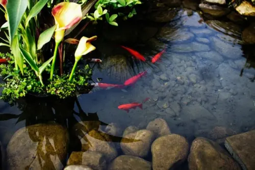 Begini Pandangan Islam tentang Kolam Ikan Depan Rumah!
