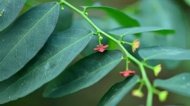 Daun Katuk, Sahabat Baik bagi Ibu Menyusui