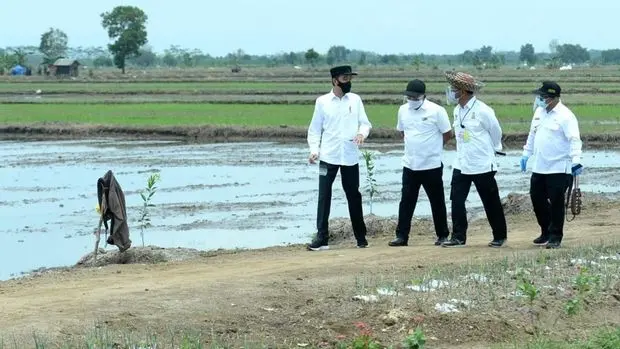 Program Food Estate Belum Mampu Atasi Ancaman Krisis Pangan saat Pandemi