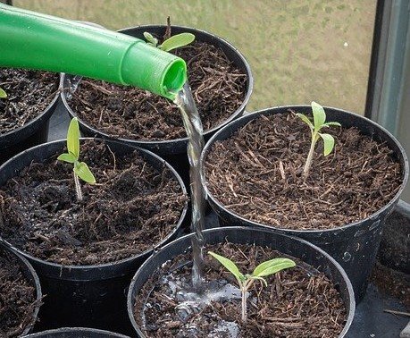 Bagaimana Pengaruh Kadar Air terhadap Pertumbuhan Tanaman?