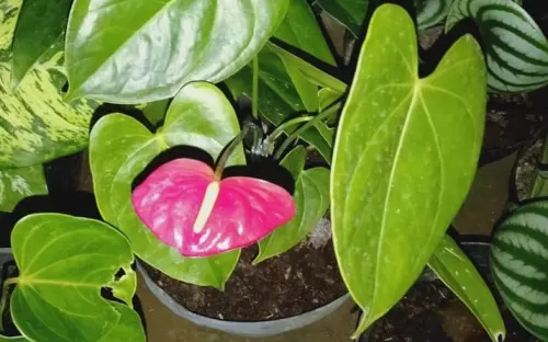 7 Cara Merawat Anthurium Agar Tumbuh Subur dan Serentak