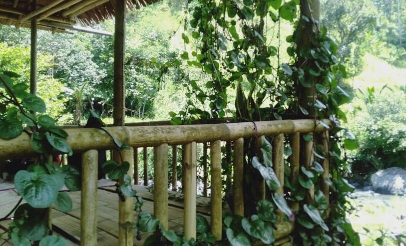 9 Manfaat Tumbuhan bagi Manusia dan Lingkungan