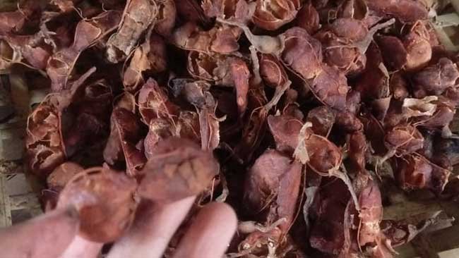 Asam Jawa, Manfaat, dan Kenangan Menggemaskan Tentangnya