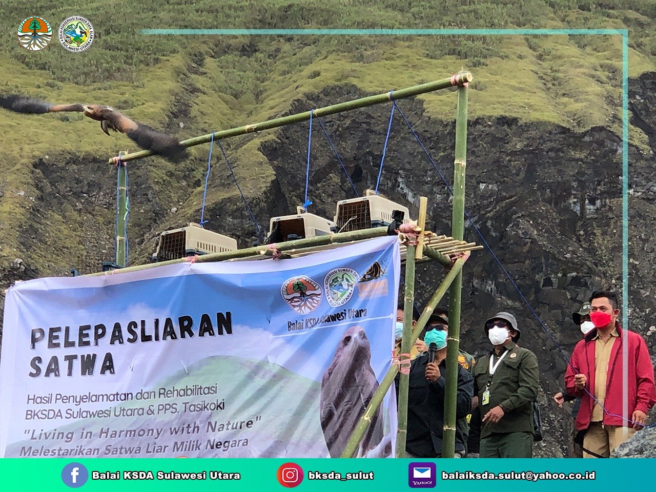 BKSDA Sulut Lepasliarkan Elang Paria dan Ular Sanca Lembang di Cagar Alam Lakon