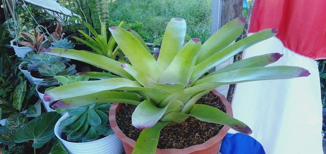 Bromelia, Tanaman Hias Sederhana dan Fakta Menarik Tentangnya