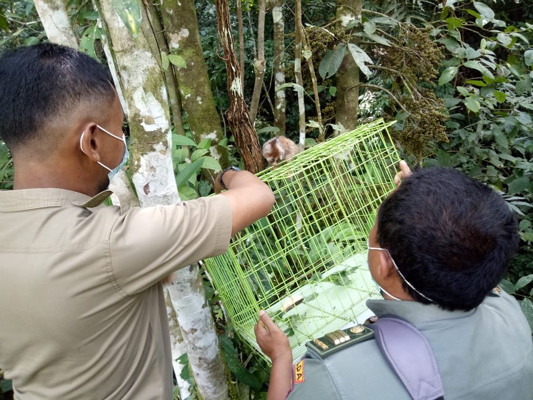 HKAN diwarnai Momen Pelepasliaran Satwa, Tukik di Lombok dan Kukang di Agam 