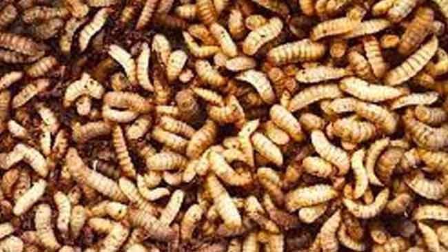 Terkesan Menjijikkan, Maggot Menawarkan Beragam Solusi dan Manfaat