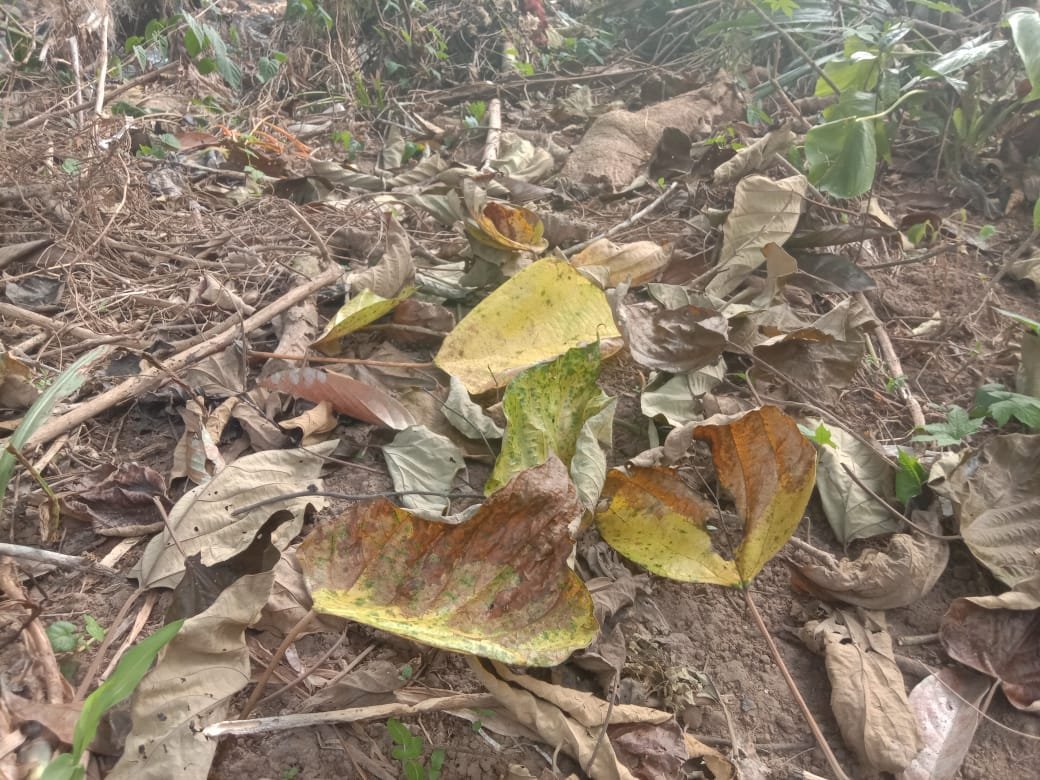 Mengapa Pohon Jati Menggugurkan Daunnya di Musim Kemarau?
