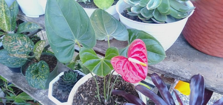 Selain Indah, Anthurium Bunga Ini Punya Hal Spesial yang Membahagiakan