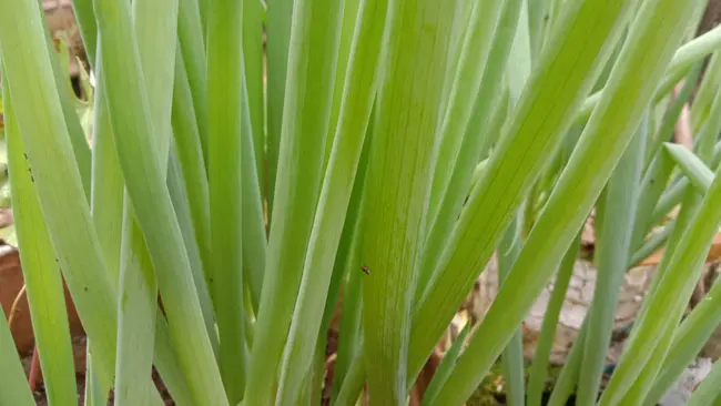 Bawang Prei: Manfaat, Cara Penanaman dan Pemeliharaannya