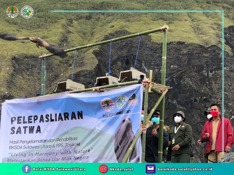 BKSDA Sulut Lepasliarkan Elang Paria dan Ular Sanca Lembang di Cagar Alam Lakon