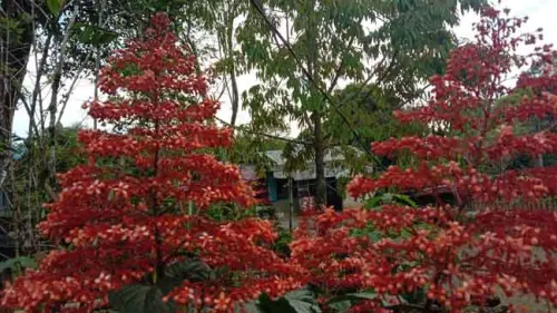 Bunga Pagoda, Si Liar yang Lihai Menggoda