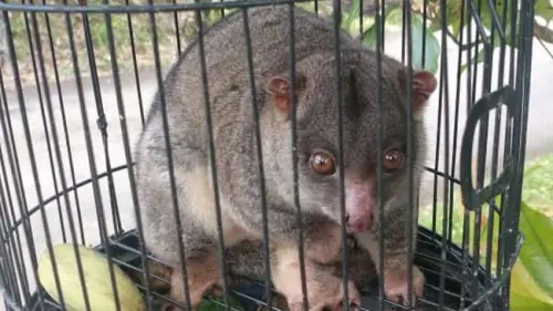Kuskus, Si Imut yang Jadi Spesies Kunci Jazirah Sulawesi