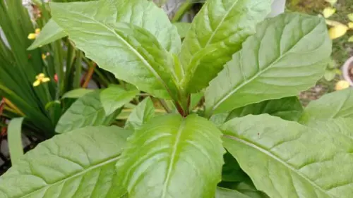 “Menyambung Nyawa” dengan  Sambung Nyawa