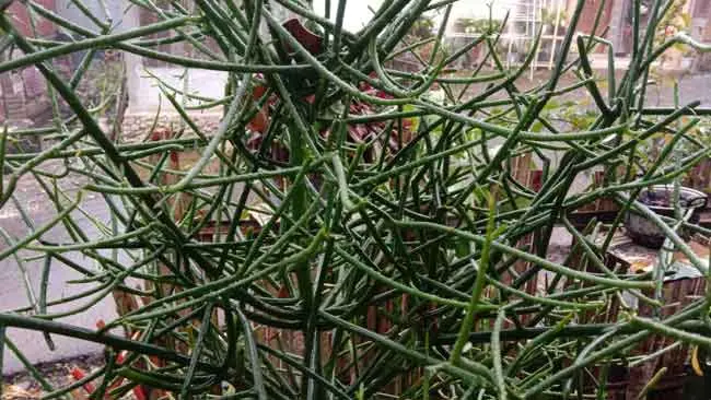 Patah Tulang, Tanaman Hias yang Ampuh Patahkan Penyakit