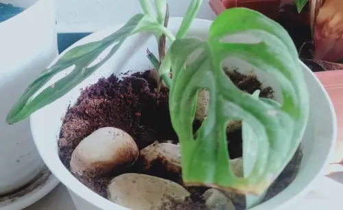 Penyebab Ujung Daun Tanaman Indoor Menguning dan Cara Mengatasinya
