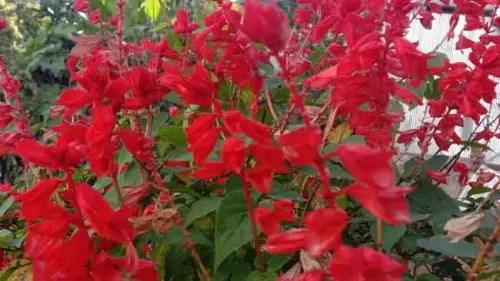Perihal Bunga Salvia, Si Penyelamat Wazir Agung Kesultanan Seljuk