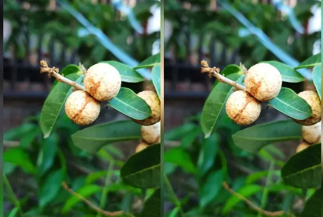 Pohon Kelengkeng Lambat Berbuah? Pengalaman Para Warganet Ini Layak Disimak!