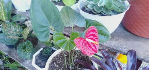 Selain Indah, Anthurium Bunga Ini Punya Hal Spesial yang Membahagiakan