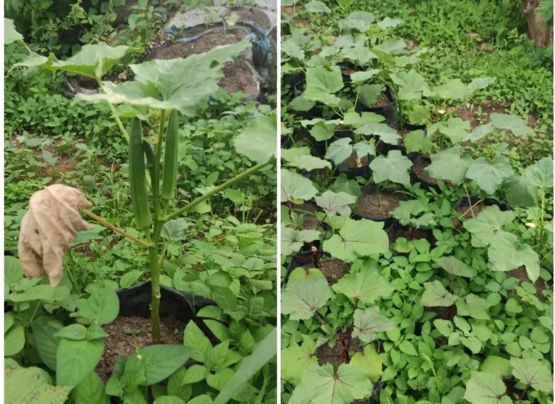 Selain Kaya Manfaat, Ini Alasan Lain Menanam Okra Meski di Halaman Rumah!