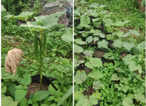 Selain Kaya Manfaat, Ini Alasan Lain Menanam Okra Meski di Halaman Rumah!