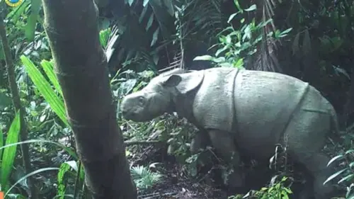 Tak Kenal Maka Tak Sayang, Berikut Fakta Badak Sumatra dan Badak Jawa