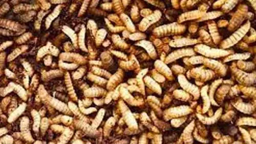 Terkesan Menjijikkan, Maggot Menawarkan Beragam Solusi dan Manfaat
