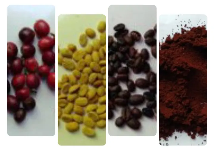 Tiga Alasan Kopi Indonesia Masih Kalah Bersaing dari Kopi Brazil dan Vietnam