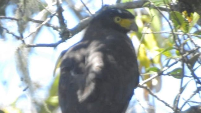 2 Jenis Burung Elang Kembali Terbang Bebas  di Dua Provinsi