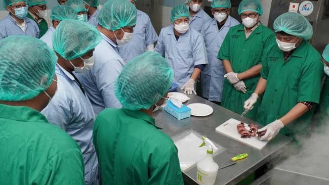 Potensinya Besar, Sulsel Jadikan Gurita Produk Unggulan Ekspor