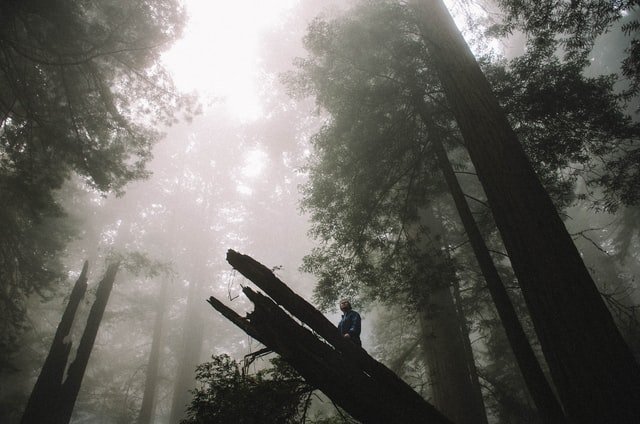 Hutan Dapat Berbicara Sendiri Berdasarkan Kejadian Sejarah