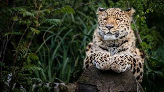 Macan Tutul Amur  Terancam Punah, Ini 3 Penyebab Utamanya!