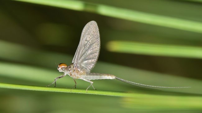 Mayfly, Serangga Berumur Pendek yang Menjadi Indikator Perairan