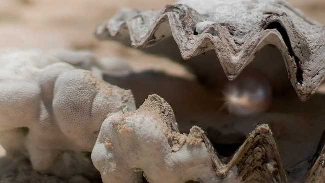 Saatnya Berkenalan dengan Beberapa Jenis Kerang Penghasil Mutiara