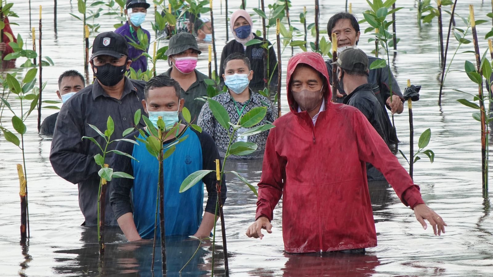 Pesan Rehabilitasi Mangrove, Presiden Jokowi Tanam Mangrove di Bengkalis dan Batam