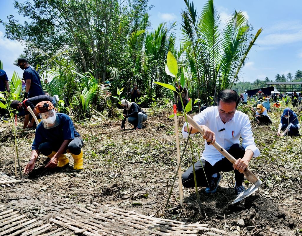 Presiden Jokowi: Tanam Mangrove untuk Mitigasi Dampak Perubahan Iklim