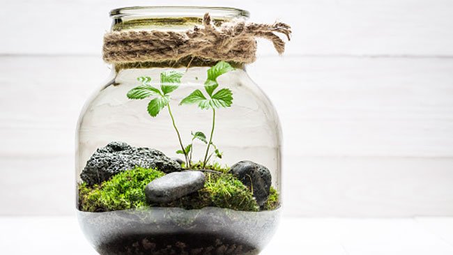 7 Jenis Tanaman untuk Terarium, Tren Memelihara Tanaman Hias Masa Kini