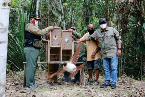 BBKSDA Papua Lepasliarkan Dua Belas Satwa Dilindungi ke Habitatnya