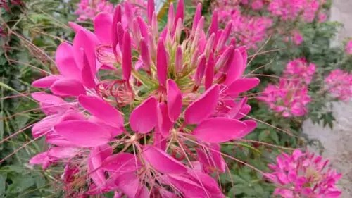 Bunga Cleome, Tanaman Hias yang Bisa Menumbuhkan Dirinya Sendiri