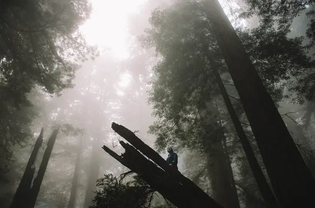 Hutan Kota, Pengertian dan Manfaatnya bagi Lingkungan