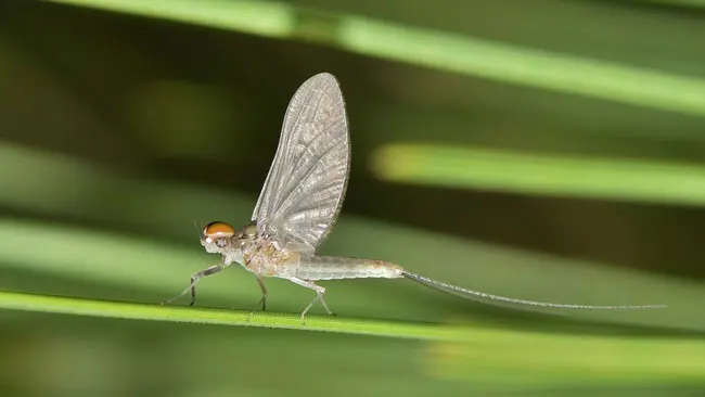 Mayfly, Serangga Berumur Pendek yang Menjadi Indikator Perairan