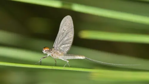 Mayfly, Serangga Berumur Pendek yang Menjadi Indikator Perairan