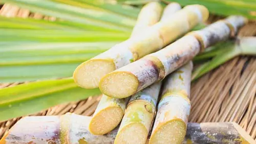 Tentang Tanaman Tebu, Jenis, dan Nilai Ritualnya